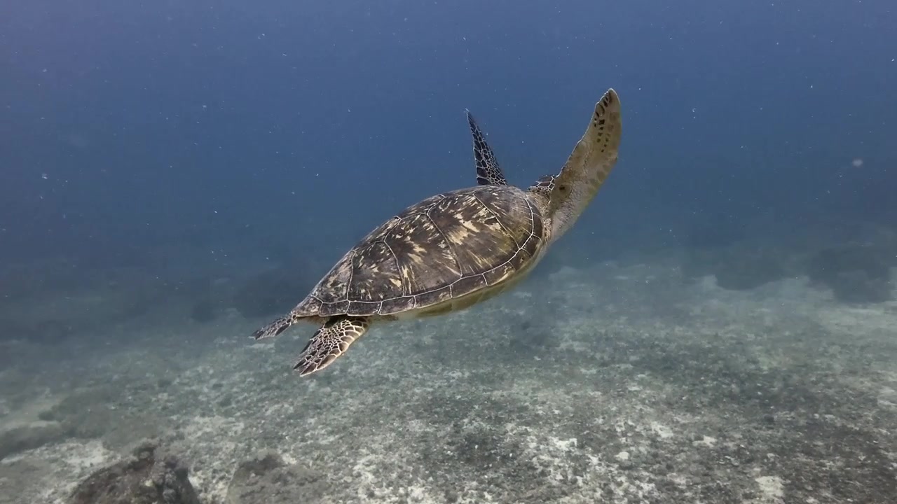 green se turtle swimming in Indian ocean on underwater reef in Mauritius