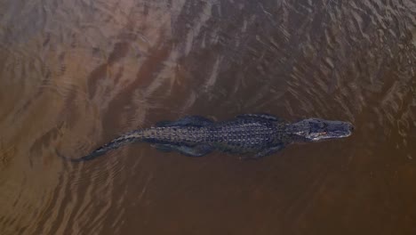 alligator swimming closeup aerial 60p