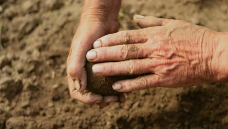 Farmer-inspects-his-crop-of-potatoes-hands-stained-with-earth.