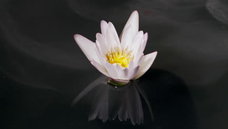 peaceful white water lily reflection with slow moving mist on water surface