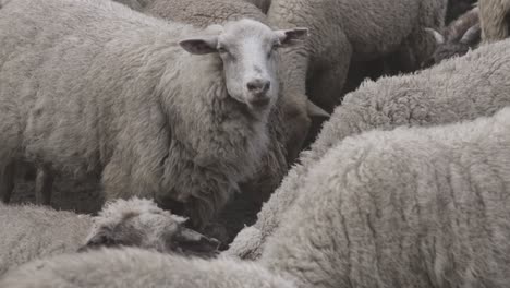 close up shot of flock of sheep grazing in the green meadow