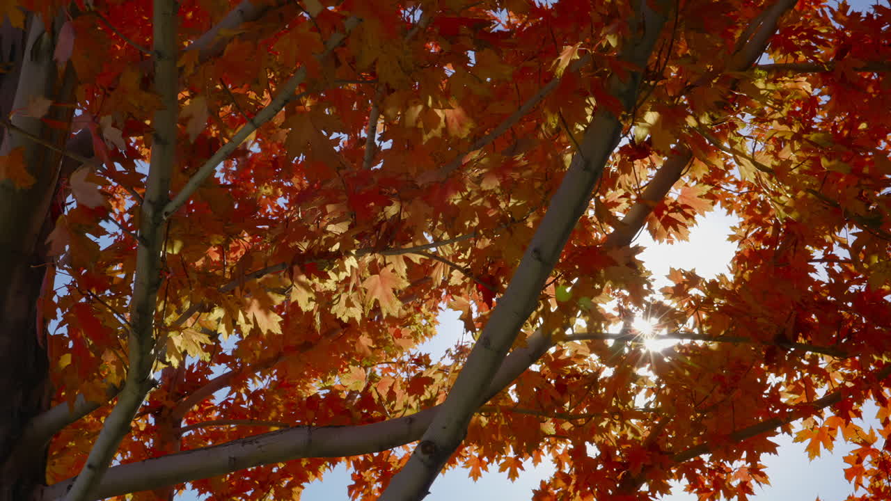 배경에 밝은 빛으로 바람이 불는 날에 메이플 나무 가을 잎