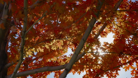 maple tree autumn leaves on a breezy day with bright sunlight in the background