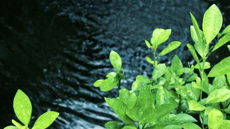 blurred water background with water drops on the green leaf with 4k resolution.