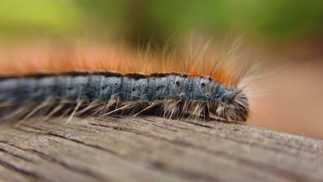 extreme macro close up and extreme slow motion of a western tent caterpillar as it walks along a piece of wood