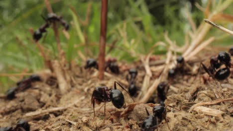 black ants colony moving around nest, collecting dry leaves and grass