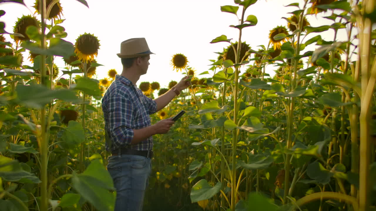 un joven estudiante con un sombrero de paja y una camisa a cuadros está caminando por un campo con muchos girasoles grandes en un día de verano y escribe sus propiedades en su tableta para su tesis.