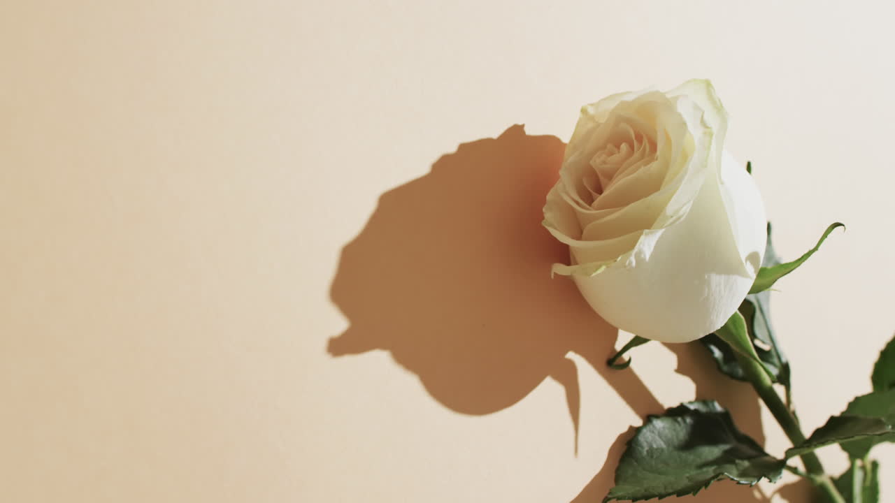 노란색 배경에  ⁇  장미와 복사 공간의 비디오