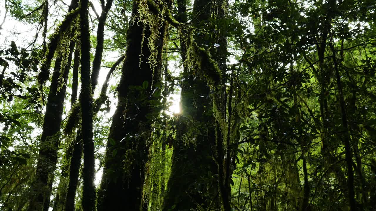 primer plano panorámico de enredaderas tropicales de árbol en la selva y la luz del sol en el telón de fondo