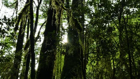 Close-up-pan-shot-of-tropical-vines-of-tree-in-jungle-and-sunlight-in-backdrop