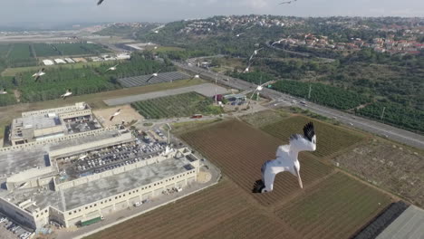 aerial view of israeli landscapes and cityscapes with birds