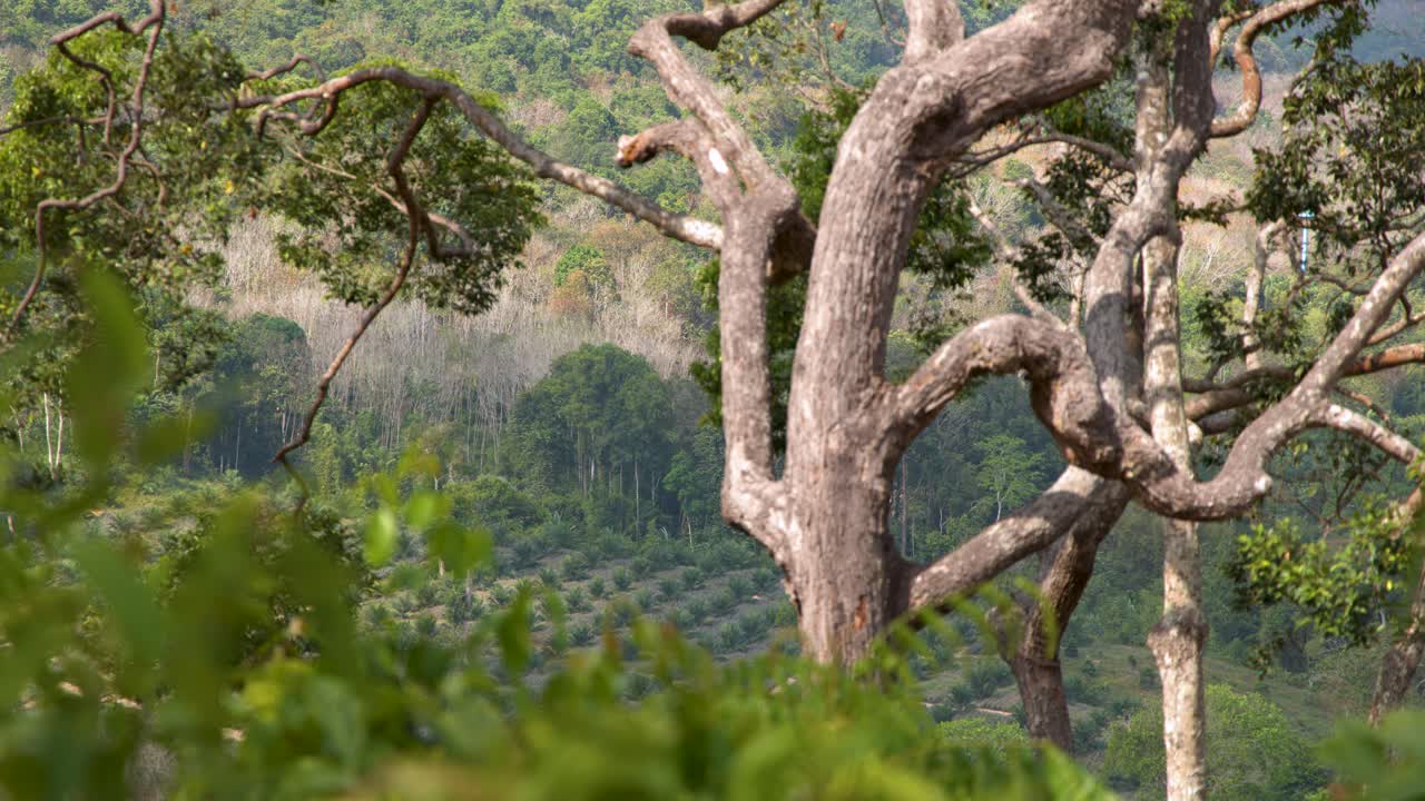 Panoramica statica ampia di un grande albero tropicale che domina una fitta valle verde della foresta pluviale.