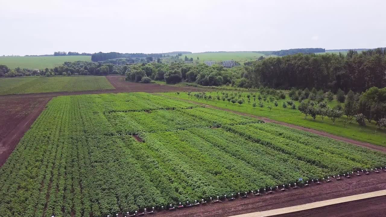 investigación y experimentación en el campo de la patata