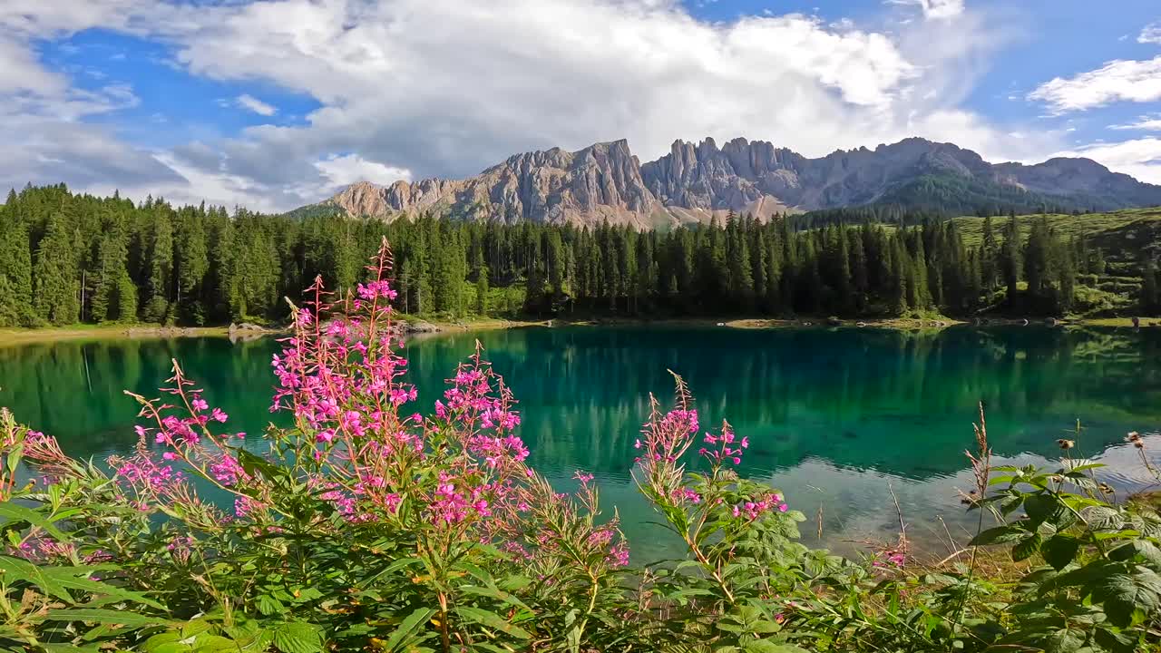 Flores rosadas floreciendo en el lago Carezza con la montaña Latemar reflejándose en las dolomitas