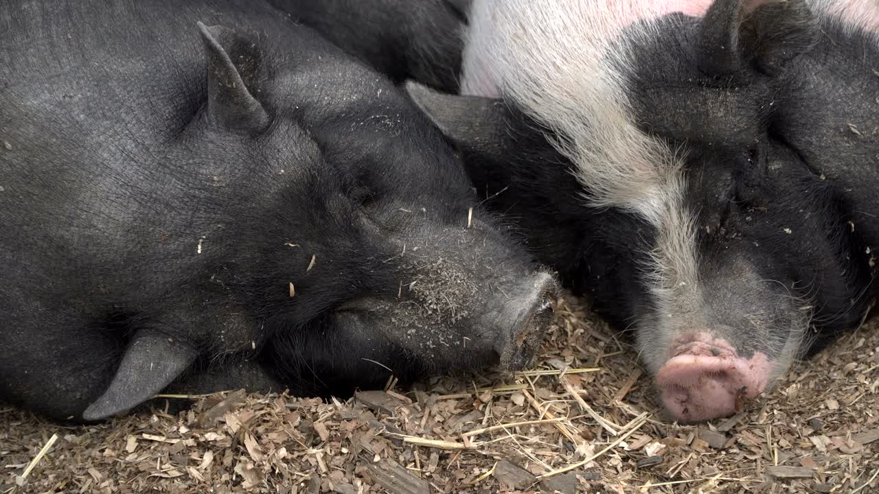 돼지는 잠을 자고 있다.