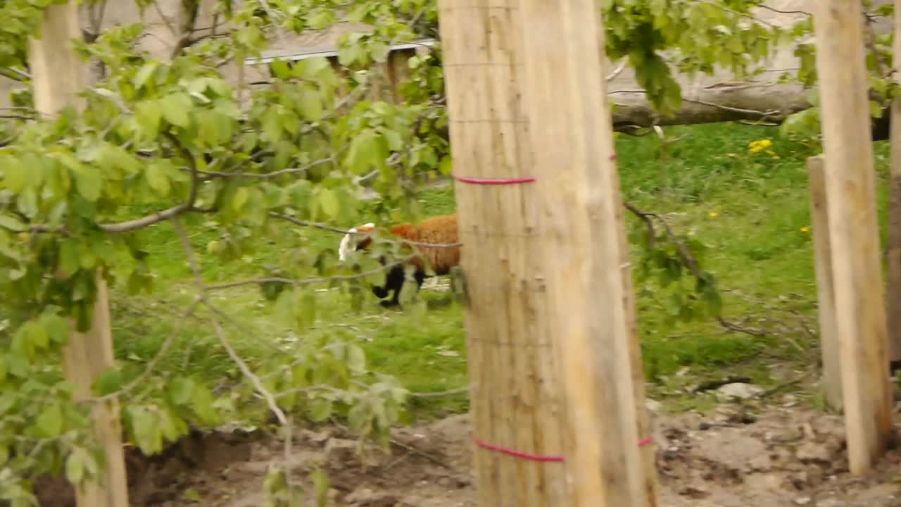 panda rojo está trepando y corriendo en el zoológico
