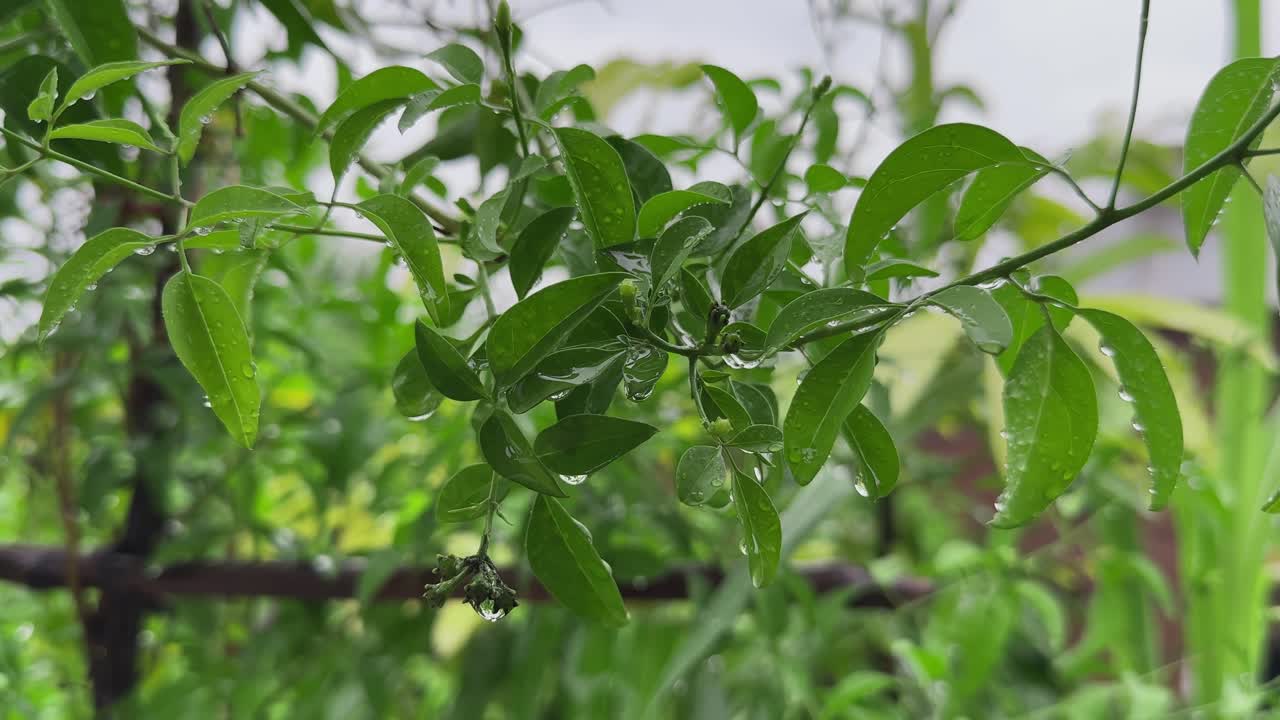 Green foliage shimmering in the rain, with water streaming delicately from a leaf’s edge
