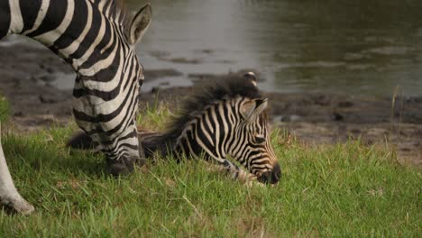 Zebrafohlen-Ruht-Auf-Dem-Grasland-Des-Addo-Parks-Neben-Seiner-Mutter,-Südafrika