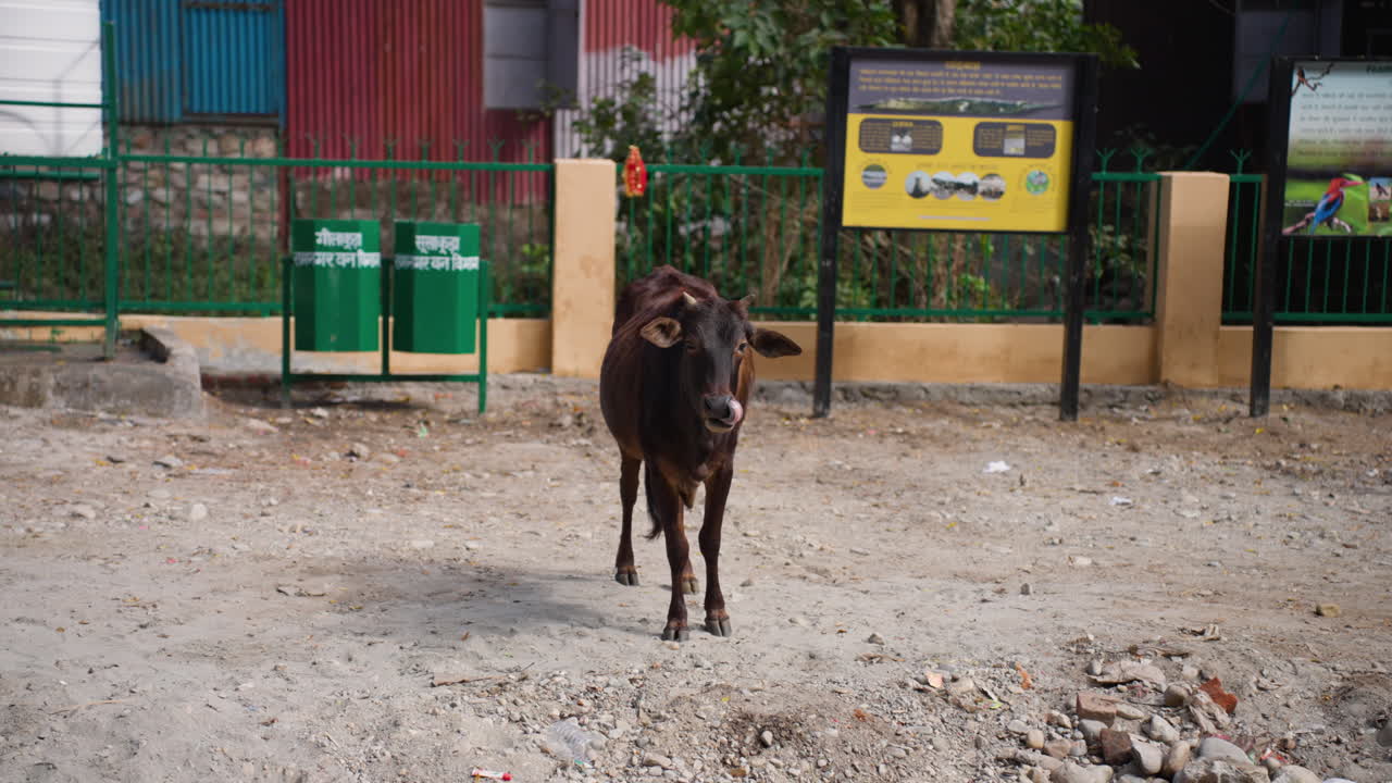 Badri cow cattle walking slowly in Nainital, calm rural mood, outdoor scene