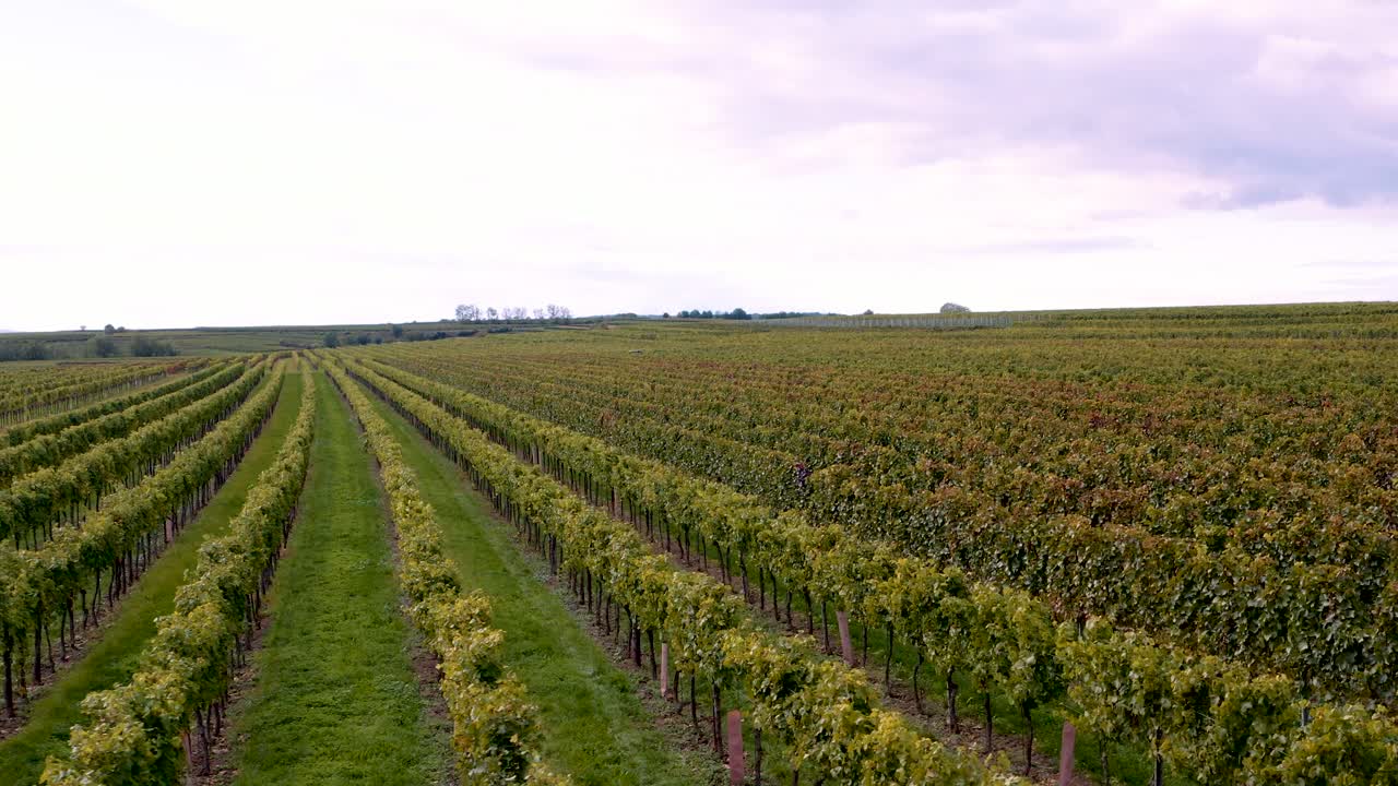 Impeccably neat vineyard in Europe; lush foliage of grapevines