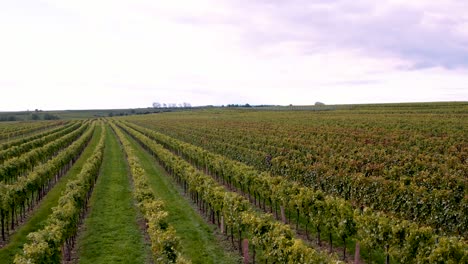 impeccably neat vineyard in europe; lush foliage of grapevines