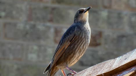 Junger-Starling,-Der-Seine-Eltern-Um-Nahrung-Bittet