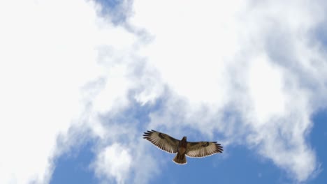 raptor bird, yellow-billed kite, soars overhead in blue sky clouds