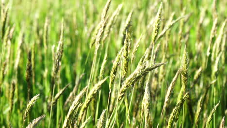 slow motion reeds gently blowing in the wind, nature background, soothing and calming