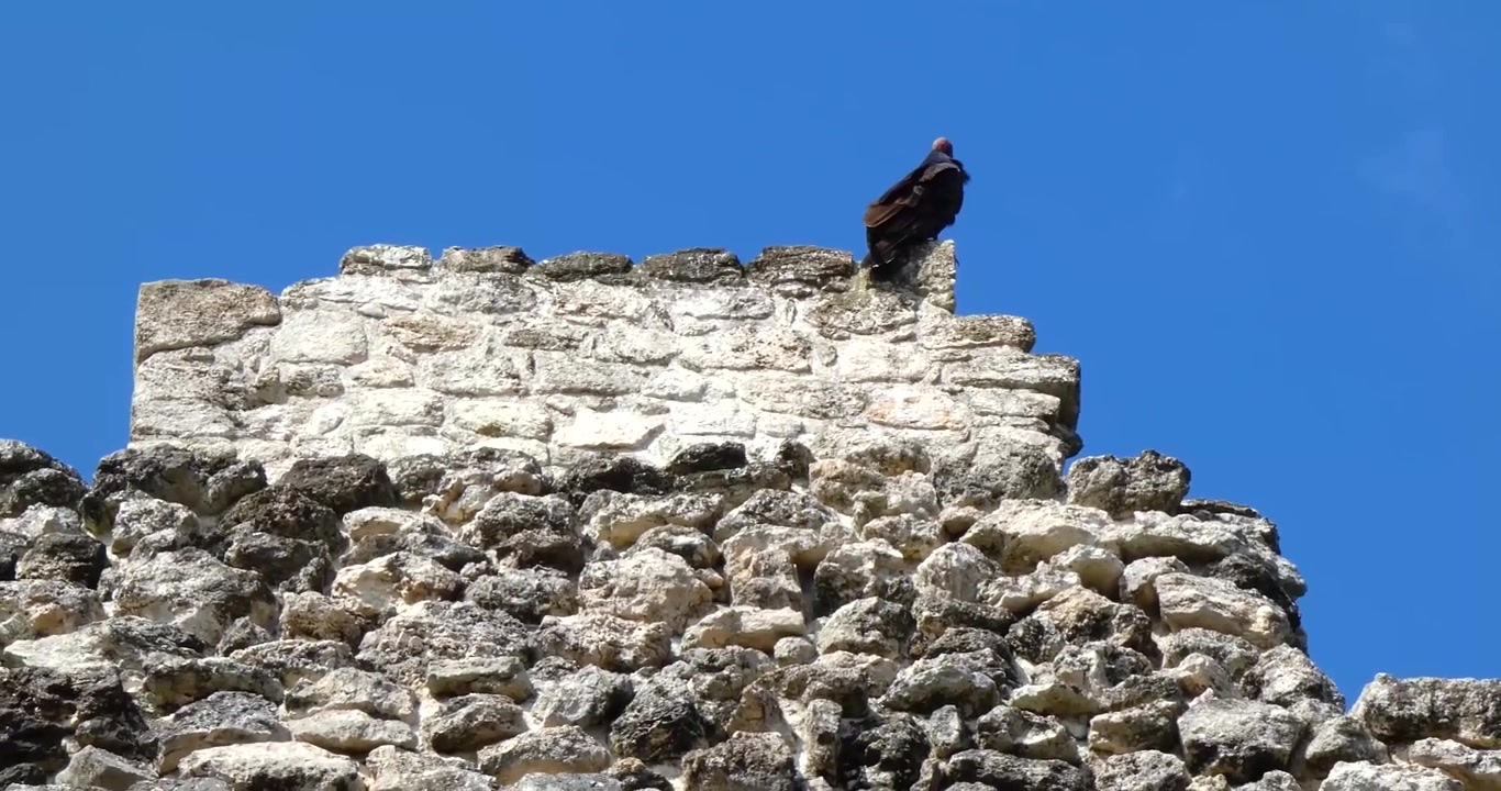 Avvoltoio collorosso (Cathartes aura) che riposa in cima alla piramide del Tempio 1 a Chacchoben, sito archeologico Maya, Quintana Roo, Messico.