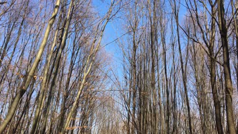 Walking-on-a-forest-road,-early-spring-season