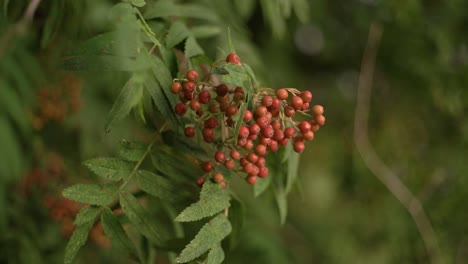 rowan berries on branch filmed with a vintage lens