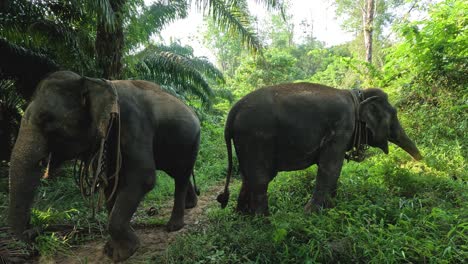 a sequence of elephants moving in a forest