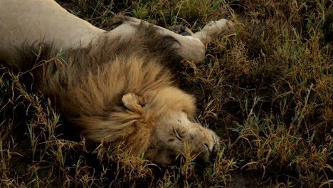 El-León-Está-Tirado-En-La-Hierba-Y-Descansando-En-El-Parque-Nacional-Serengeti-En-Tanzania