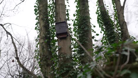 bat nest, bird feeder with a bat sign on a tree in a green forest on a cloudy day