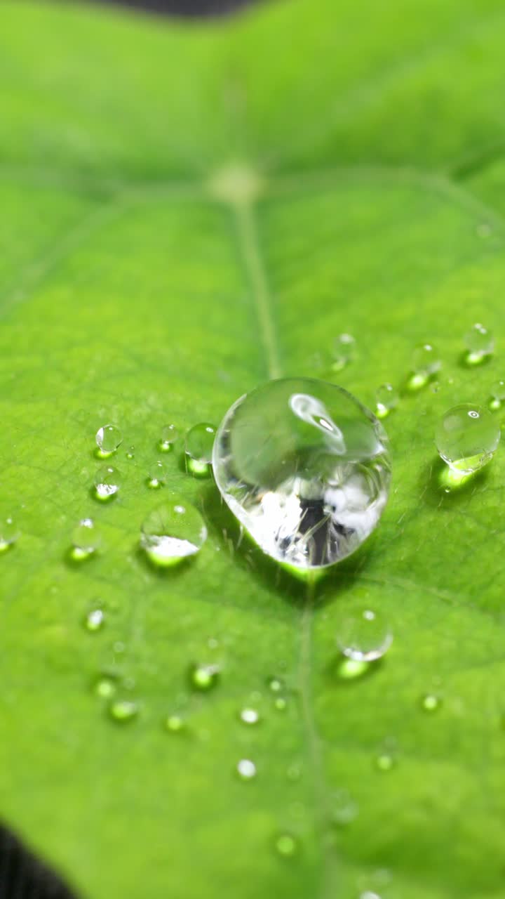 Vertical View Of Water Droplets Over Green Leaf. Slow Motion, Macro Shot