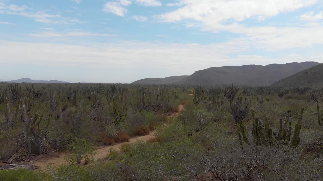establecimiento de tomas de drones de cactus y montañas cerca de un camino de tierra en las zonas rurales de méxico
