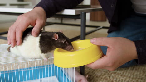 man feeding pets