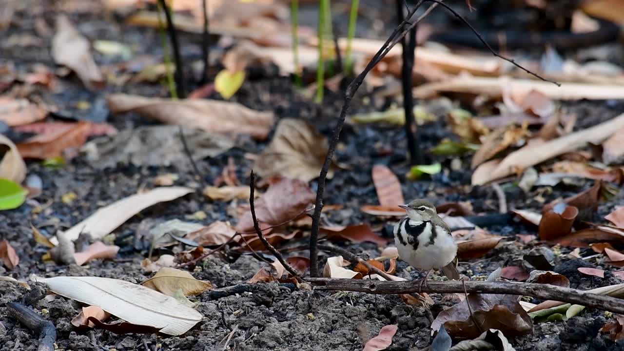 la lavandera del bosque es un ave paseriforme que se alimenta de ramas, terrenos forestales, moviendo la cola constantemente hacia los lados