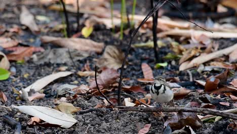 the forest wagtail is a passerine bird foraging on branches, forest grounds, tail wagging constantly sideways