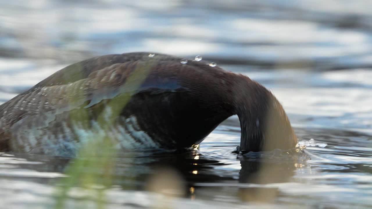 Female tufted duck diving leaving ripples on water 4k high quality