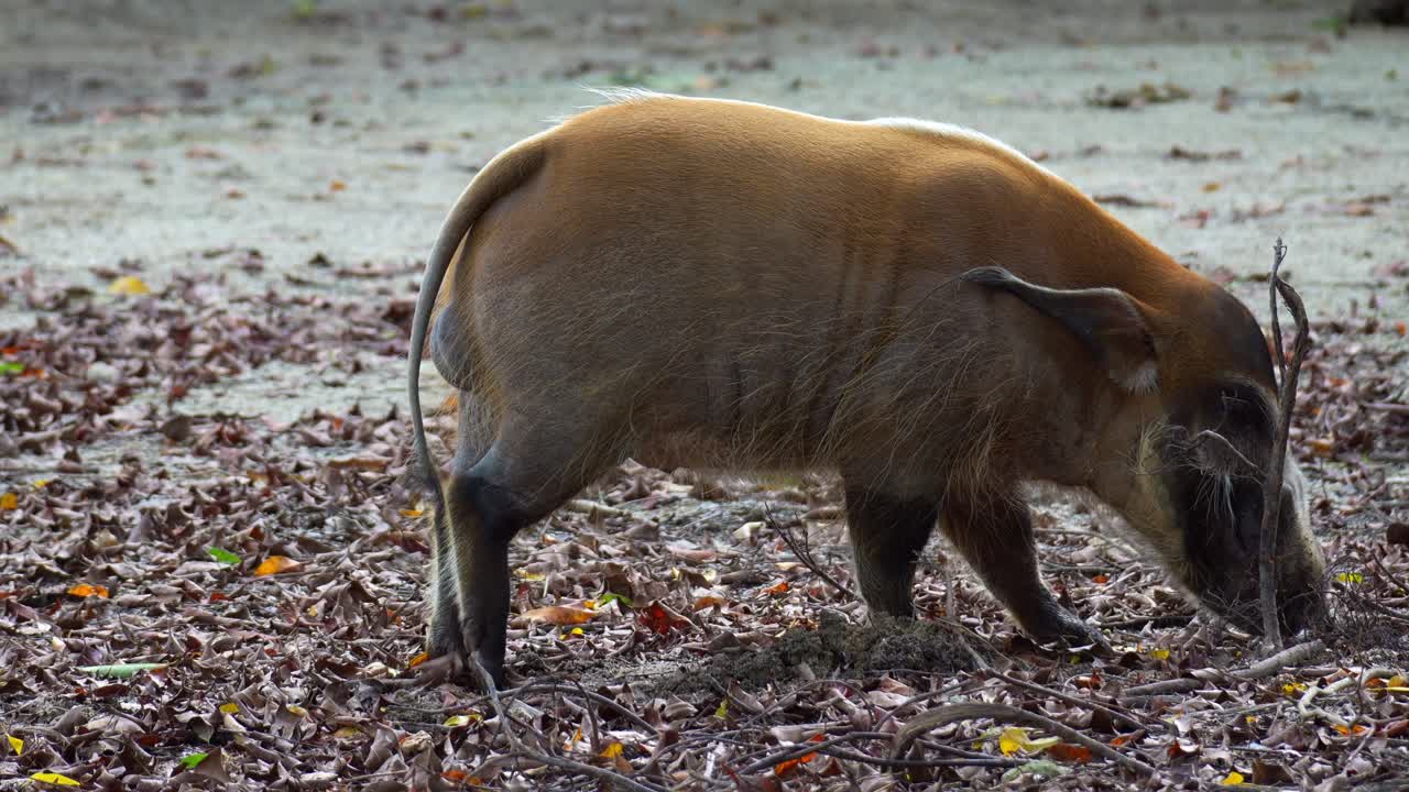 En vild rödflodssvin (Potamochoerus porcus) som aktivt söker föda på marken, närbild