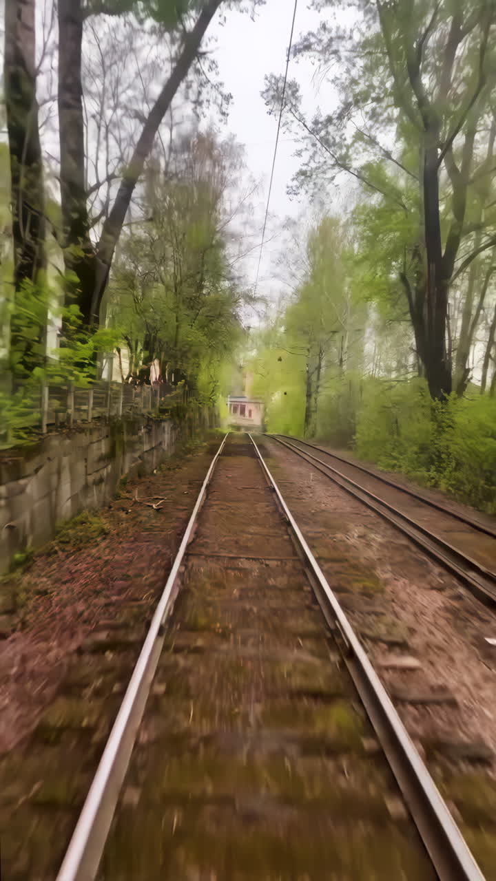 Forest Tram Tracks View