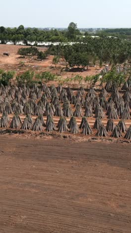 Stacks in a field