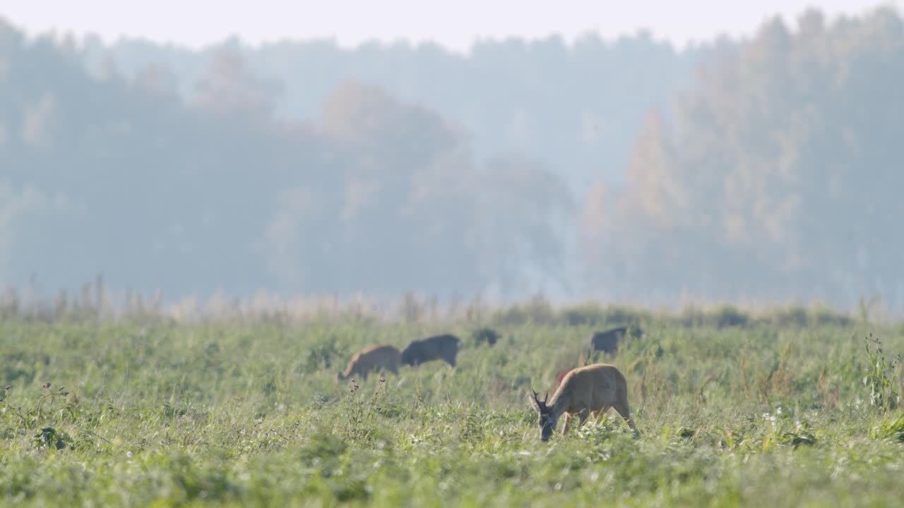 초원 목장 가을 황금 시간 빛에 일반적인 야생 노루 완벽한 근접 촬영