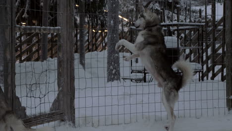 Ängstliches-Verhalten-Von-Husky-Hunden-Im-Käfig