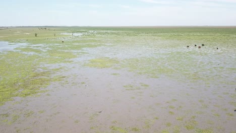 Pájaros-Voladores-Y-Vacas-En-Humedales,-Ecosistema-Pantanoso