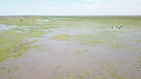 pájaros voladores y vacas en humedales, ecosistema pantanoso