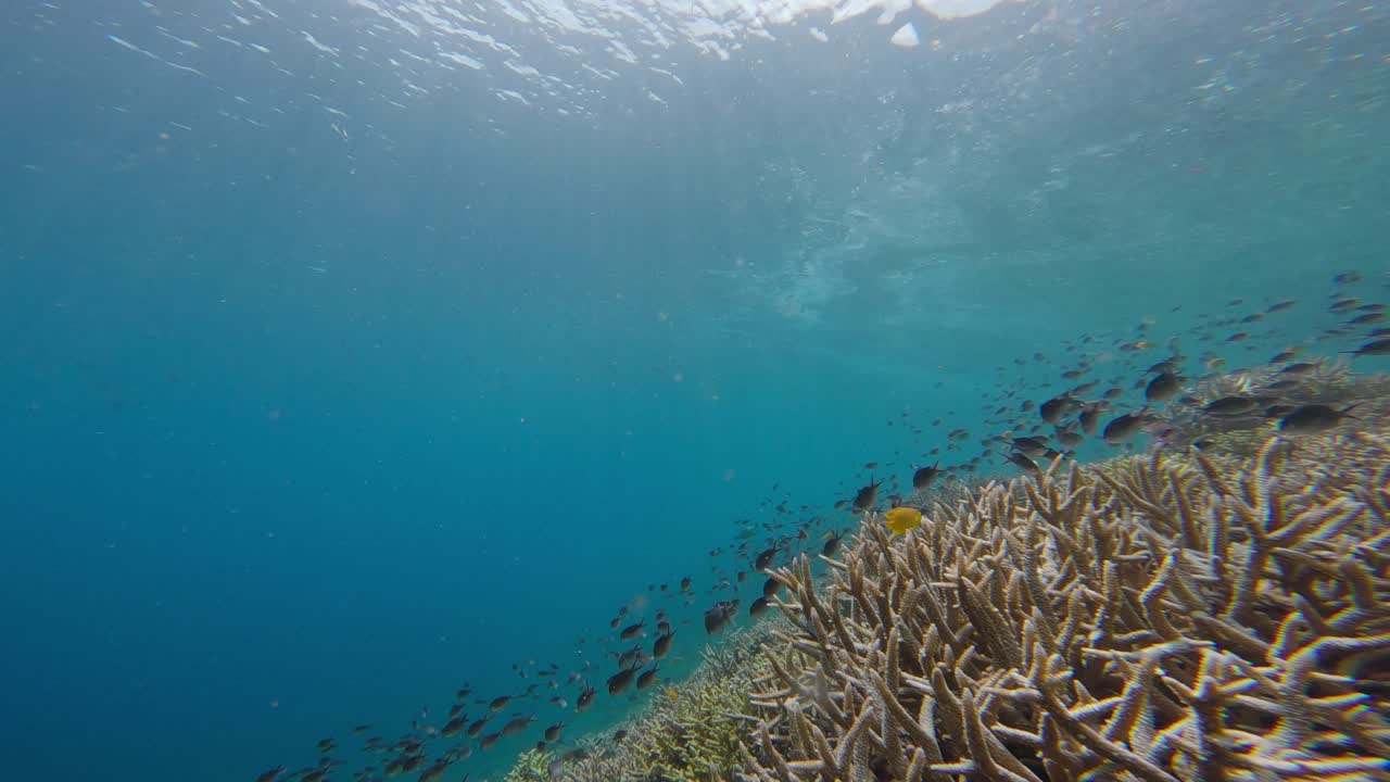 peixes tropicais e águas azuis claras na indonésia