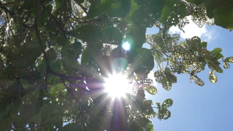 Tiro-De-ángulo-Bajo-En-Cámara-Lenta-Mirando-Directamente-Encima-De-Los-Rayos-Del-Sol-Mirando-A-Través-De-Las-Hojas-De-Un-Almendro-Tropical