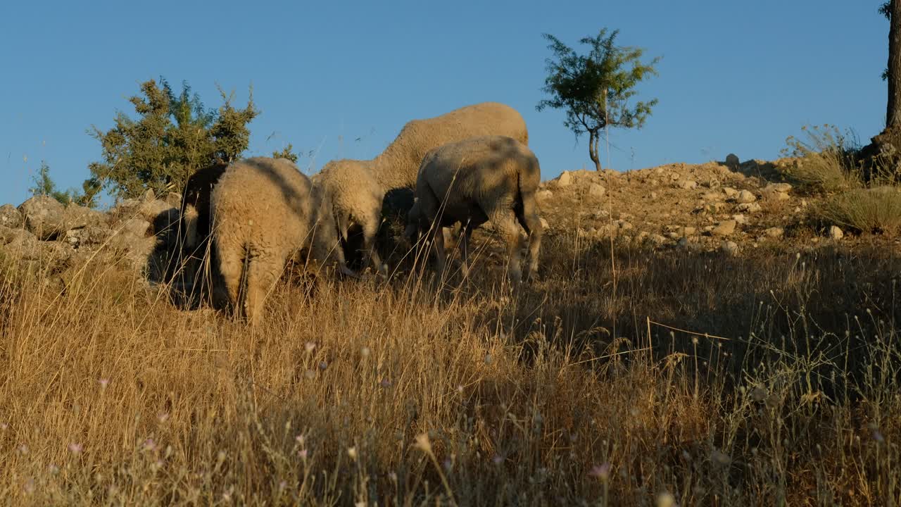 Grazende dieren in de natuur